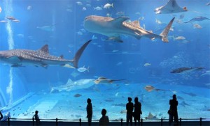Dubai Aquarium Underwater Zoo