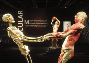 display at the Bodies the Exhibition